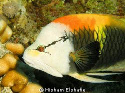 I shot This photo in the Hurgada Red sea, Please if any o... by Hisham Elshafie 